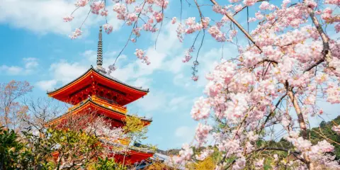 Piękna pagoda w Kioto, kiedy kwitną wiśnie w Japonii. Różowe kwiaty otaczają tradycyjną architekturę.