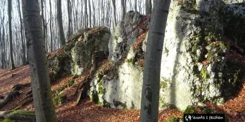 Kamieniste zbocza w dolinie Szklarki, porośnięte mchem i opadłymi liśćmi. W tle las z nagimi drzewami.
