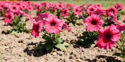 Des pétunias roses vifs en pleine exposition, leurs corolles évasées s'ouvrant sur un cœur sombre. Une belle scène printanière.