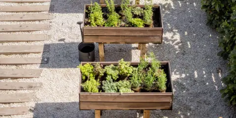 Dos jardineras elevadas con hierbas aromáticas, ideales para saber qué plantar en un huerto. Un camino de madera y grava acompaña.