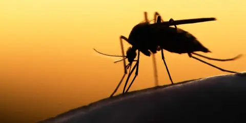 En mygga i silhuett mot en orange himmel. Denna insekt kan sprida sjukdomar som malaria.