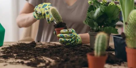 Manos enguantadas sostienen un cactus para trasplantarlo a una nueva maceta. Tierra y otras plantas alrededor.