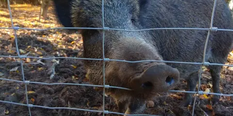 Un sanglier curieux regarde à travers une clôture électrique, son groin près des fils. L'automne colore la forêt derrière lui.
