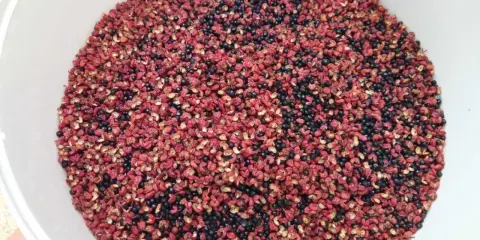 Un bol rempli de poivre de Sichuan rouge et noir, prêt pour la récolte. Le moment idéal pour quand récolter le poivre de Sichuan est quand les baies sont mûres.
