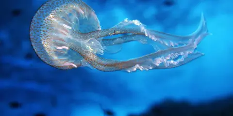 Medusa con macchie marroni, un esempio per la classificazione delle meduse.