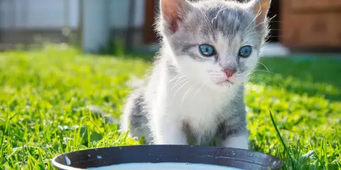 Mały kotek z niebieskimi oczami przy miseczce mleka. Czy kot może pić mleko bez laktozy? To pytanie nurtuje wielu właścicieli.