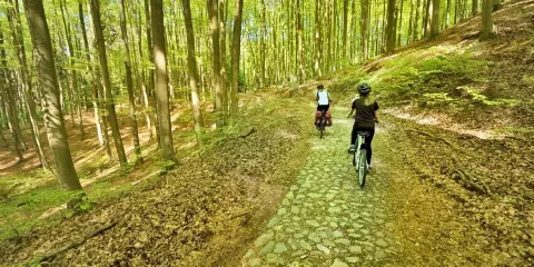 Dwie osoby na rowerach przemierzają malownicze ścieżki rowerowe lubuskie, otoczone bujnym lasem.