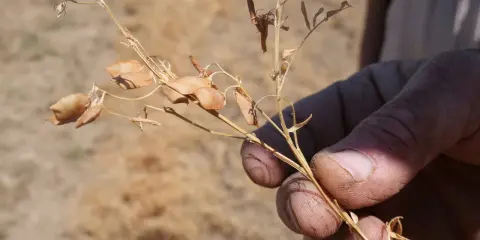 Main d'agriculteur tenant une tige sèche de lentilles, prête pour la récolte dans un champ.