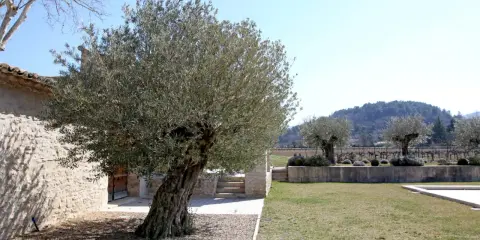 Un vieil olivier majestueux, prêt à être replanté, se dresse devant une bâtisse en pierre. Le soleil brille sur le paysage provençal.