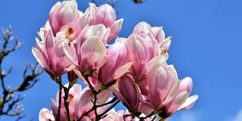 Kwitnąca magnolia, choć już po głównym kwitnieniu, wciąż zachwyca delikatnymi, różowo-białymi płatkami na tle błękitnego nieba.