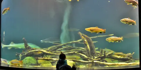 Ozeaneum Stralsund: Opinie, bilety, dojazd. Czy warto jechać?
