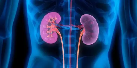 Anatomia nerek z widocznymi naczyniami krwionośnymi. Obraz może pomóc w zrozumieniu, jak rak nerki objawy mogą wpływać na ten narząd.