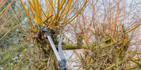 Sécateur et scie élagueuse en action pour la taille du bouleau. Les branches jaunes et fines sont coupées.