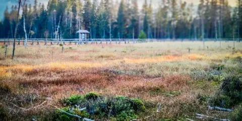 Torfowisko pod Zielencem, z drewnianą kładką i wiatą pośród drzew. Słońce oświetla trawę, tworząc złociste refleksy.