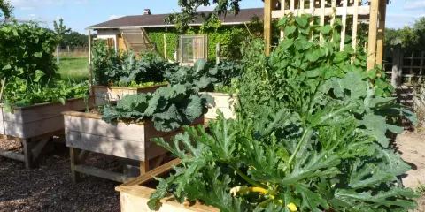Un potager luxuriant avec des carrés potagers en bois. Au premier plan, une grande feuille de courgette en pot cache des fruits jaunes.