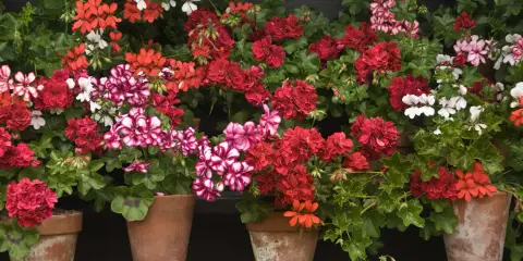 Macizo de geranios en macetas de terracota, con flores rojas, rosas y blancas, creando un vibrante tapiz floral.