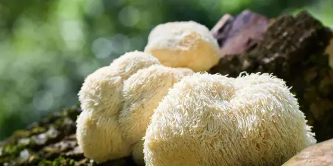 Soplówka jeżowata na pniu. Choć znana z dobroczynnego wpływu, warto pamiętać o potencjalnych skutkach ubocznych jej stosowania.