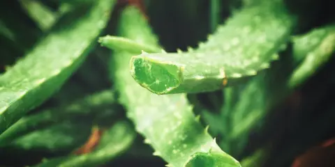 Pokrojone liście aloesu, rośliny znanej z tego, że aloes na co pomaga: łagodzi oparzenia, nawilża skórę i wspiera trawienie.