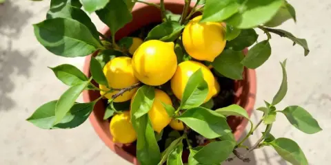 Un citronnier en pot, chargé de fruits jaunes vifs. La taille du citronnier semble parfaite pour une récolte abondante.