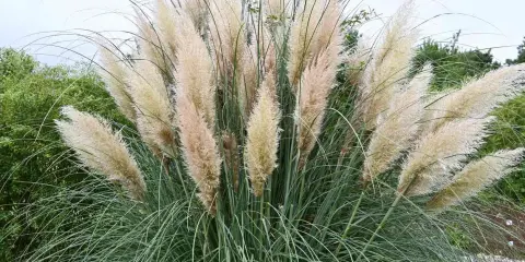 Gros plan sur une touffe de **herbe de la pampa** aux plumes légères et aériennes, contrastant avec ses longues feuilles vertes et fines.