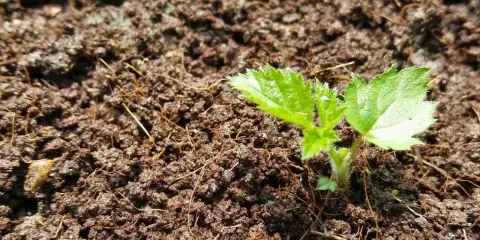 Ein junger Brombeer-Setzling wächst aus feuchter Erde. Erste zarte Blätter zeigen, wie man Brombeeren vermehren kann.