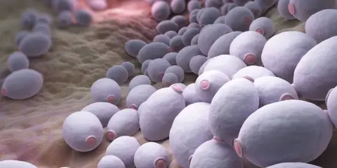 Zbliżenie na komórki grzyba Candida, które mogą powodować infekcje. Widoczne są owalne, fioletowe struktury na brązowym tle.