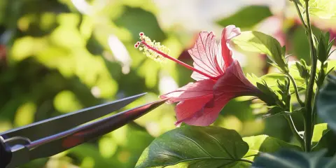 Przycinanie hibiskusa: Kiedy i jak? Sekrety obfitych kwiatów