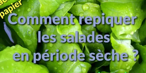 Feuilles de salade vertes et humides. Texte : "Comment repiquer les salades en période sèche ? Astuce pour assurer la reprise.