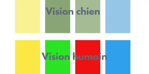 Comparaison des couleurs : comment voit un chien (tons de vert et bleu) vs. vision humaine (vert, rouge, bleu).