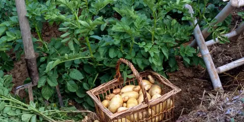 Panier rempli de pommes de terre fraîchement sorties de terre, prêt pour la récolte.