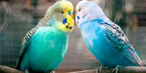 Due cocoriti, uno verde e giallo, l'altro blu, si guardano intensamente, come se i cocoriti parlassero tra loro.