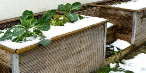 Grünes Gemüse trotzt dem Schnee auf dem hochbeet im winter. Ein paar Kohlpflanzen und Salatblätter ragen aus der weißen Decke.