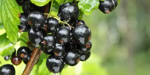 Glänzende, nasse schwarze Johannisbeeren hängen an einem Ast, bereit zur Ernte.
