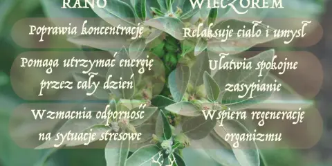 Ashwagandha rano poprawia koncentrację, wieczorem ułatwia zasypianie. Kiedy brać? Rano dla energii, wieczorem dla relaksu.