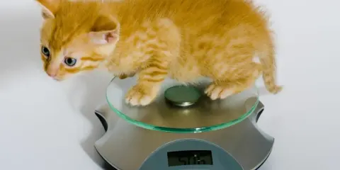 En orange kattunge, cirka 12 veckor gammal, står på en köksvåg. Den väger 506 gram.