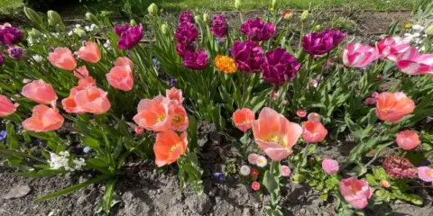 Różowe i fioletowe tulipany po przekwitnięciu, z pojedynczymi kwiatami w pełnym rozkwicie, tworzą barwną rabatę.