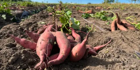 Färska, röda sötpotatisar ligger uppgrävda ur jorden på ett fält. En del av plantan syns fortfarande.