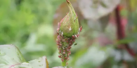 Un bouton de rosier envahi par des pucerons. Un remède de grand-mère est peut-être nécessaire pour sauver cette plante.