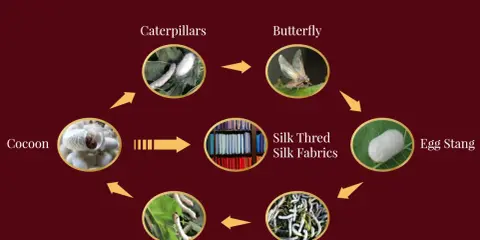 The life cycle of a silkworm, from egg to butterfly, leading to silk production and beautiful silk fabrics.