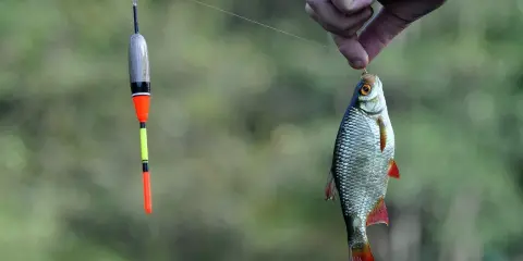 Mała rybka złowiona na spinning, obok spławik. Idealne na przynętę dla większych drapieżników.