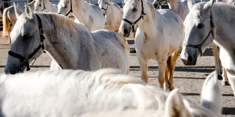 Eine Herde stolzer Lipizzaner in Slowenien, ihre weißen Mäntel glänzen in der Sonne.
