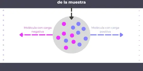 Ilustración que explica que es la electroforesis: moléculas con carga negativa se mueven hacia el polo positivo y las positivas hacia el negativo.