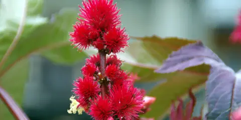 Grappe de fleurs rouges vives, ressemblant à un tourteau de ricin gamm vert, sur fond flou de feuilles vertes et pourpres.