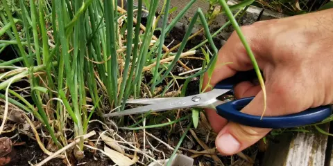 Maintenant que la ciboulette en fleur, que faire ? On la coupe pour la récolter et la cuisiner.