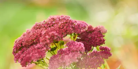 Ein Blütenstand einer Fetthenne im Garten. Diese pflegeleichte Pflanze benötigt wenig Wasser und ist ideal für trockene Standorte.