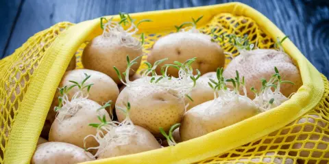 Patate germogliate in una retina gialla. Per capire come conservare le patate, osserva questi germogli: indica che sono pronte per essere piantate o consumate presto.