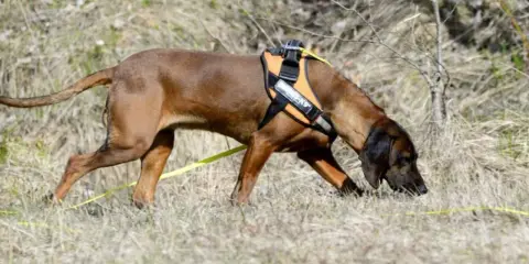 Brun hund med orange sele nosar i gräset, redo för anlagsprov.
