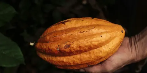 Eine Hand hält eine reife Kakaofrucht. Die Frucht ist orange-braun und hat eine gerippte Oberfläche. Die Rohkakao Wirkung ist faszinierend.