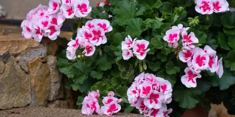 Pelargonie w doniczce, kwitnące na różowo i biało, rosnące w żyznej ziemi do pelargonii.