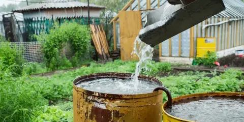 Deszcz spływa rynną do beczek, zbierając wodę. To jak naturalny podatek od deszczu, który zasila ogród.